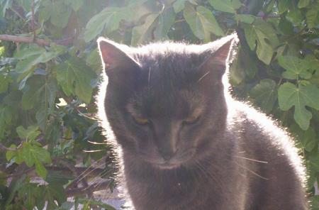 mon cat