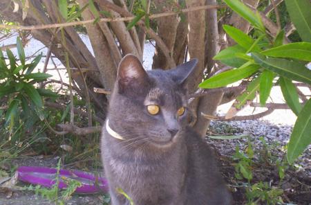 mon chat